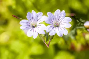 dcm geranium/bloeiende planten 1,5kg - afbeelding 3
