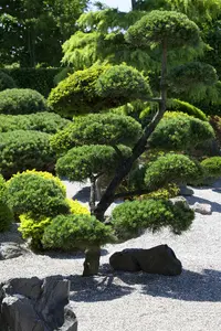 dcm hagen/taxus/coniferen 1,5kg - afbeelding 3