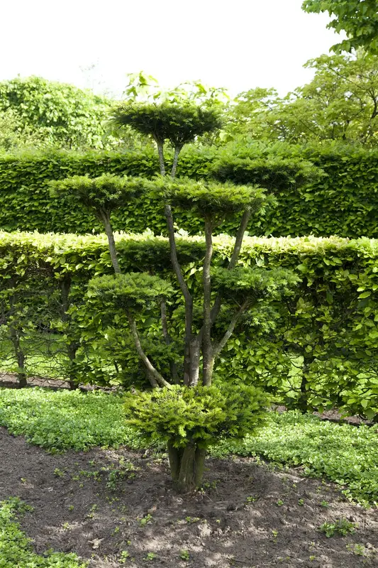 dcm hagen/taxus/coniferen 10kg - afbeelding 2