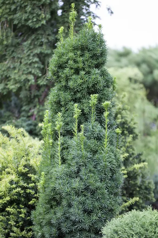 dcm hagen/taxus/coniferen 10kg - afbeelding 5