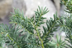 dcm hagen/taxus/coniferen 10kg - afbeelding 6