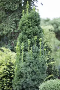 dcm hagen/taxus/coniferen 20kg - afbeelding 5