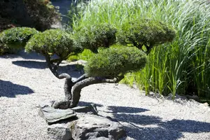 dcm hagen/taxus/coniferen 20kg - afbeelding 4