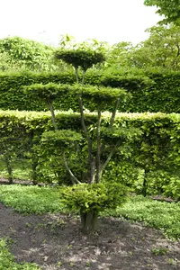 dcm hagen/taxus/coniferen 3kg - afbeelding 2