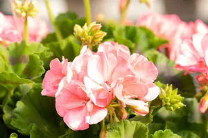 dcm pelargon-xtra 1l - afbeelding 2