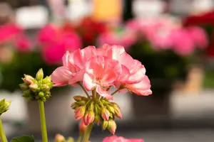 dcm pelargon-xtra 1l - afbeelding 3