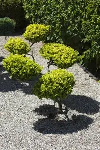 dcm potgr buxus/bladhoudende heesters 60l - afbeelding 3