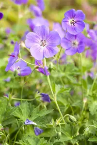 dcm potgr geranium/bloeiende planten 60l - afbeelding 5