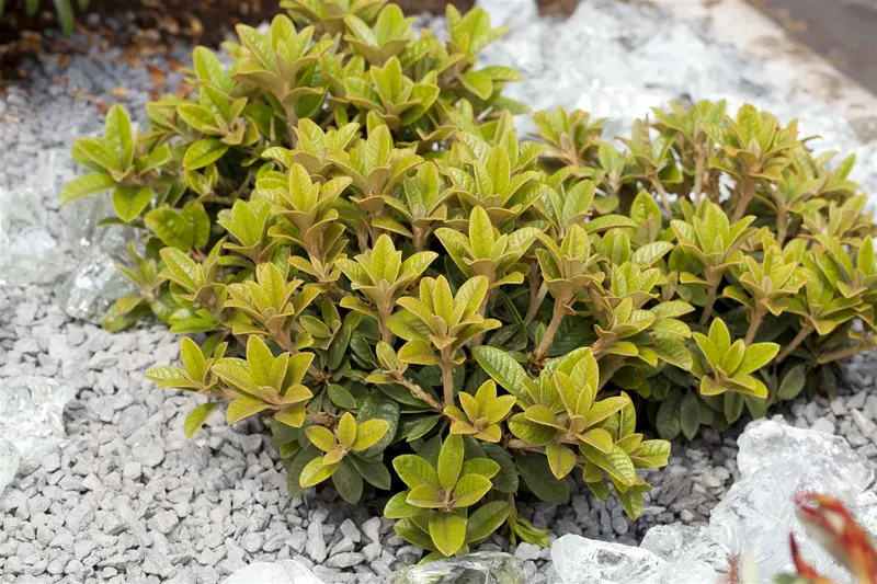 dcm rhodo/hortensia/azalea 1,5kg - afbeelding 2