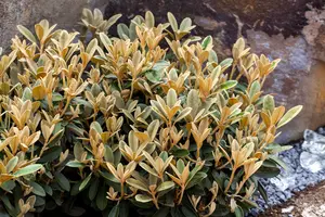 dcm rhodo/hortensia/azalea 1,5kg - afbeelding 3