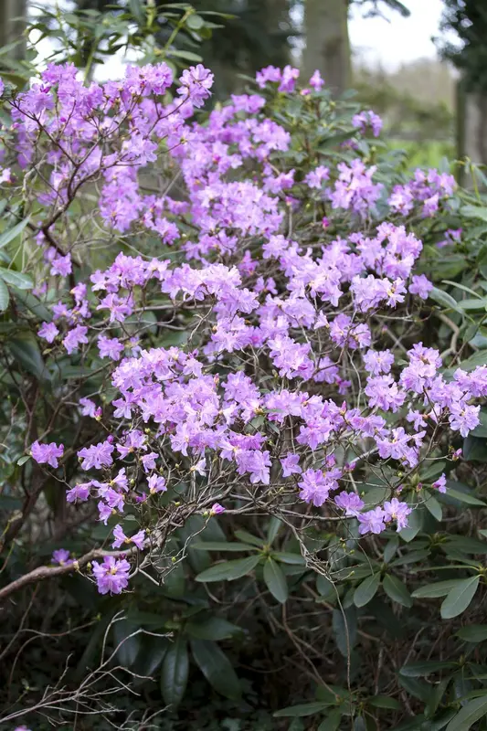 dcm rhodo/hortensia/azalea 10kg - afbeelding 6