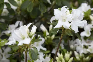 dcm rhodo/hortensia/azalea 10kg - afbeelding 5