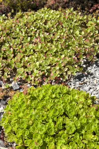 dcm sedum/groendaken 3kg - afbeelding 2