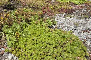dcm sedum/groendaken 3kg - afbeelding 3