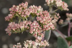 dcm sedum/groendaken 3kg - afbeelding 5