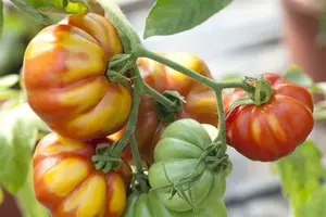 dcm tomaten 1,5kg - afbeelding 4