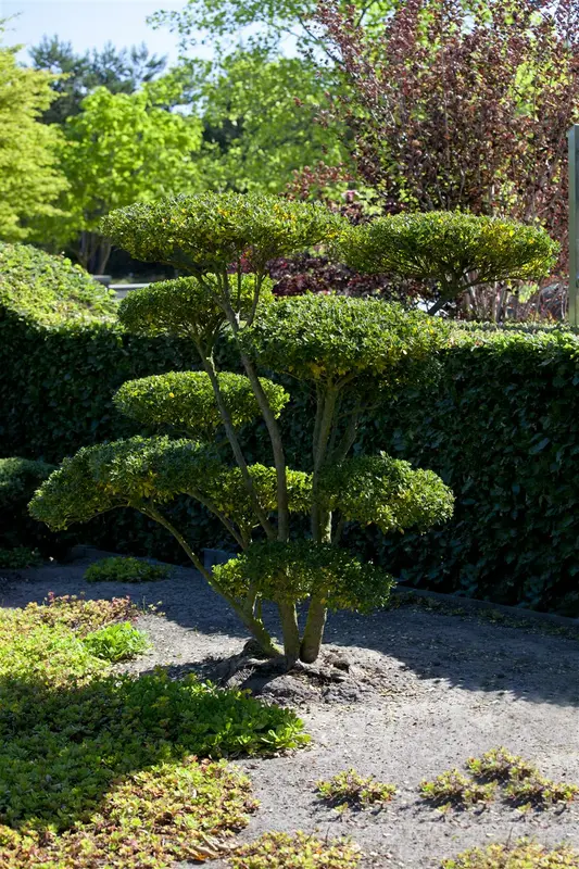 dcm vloeib buxus/bladhoudende heesters 5l - afbeelding 4