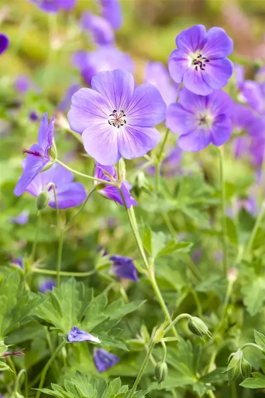 dcm vloeib geranium/bloeiende planten 0,8l - afbeelding 5