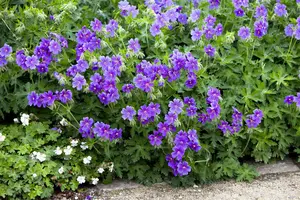 dcm vloeib geranium/bloeiende planten 0,8l - afbeelding 2