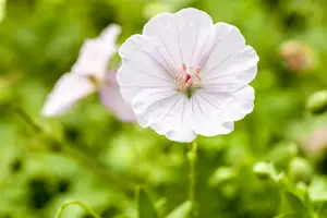 dcm vloeib geranium/bloeiende planten 0,8l - afbeelding 6