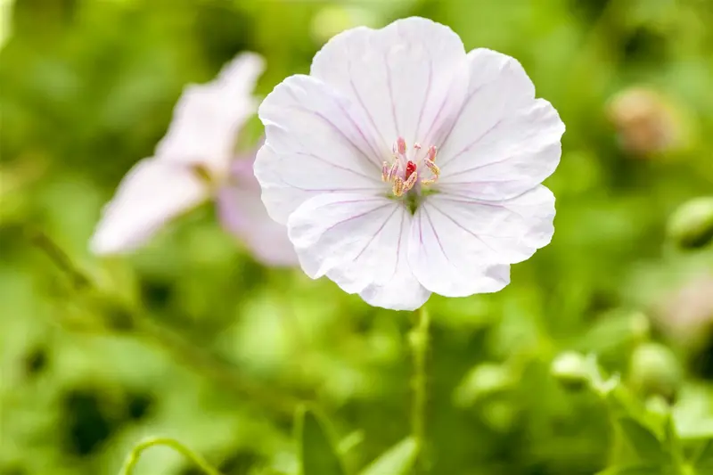 dcm vloeib geranium/bloeiende planten 2,5l - afbeelding 6