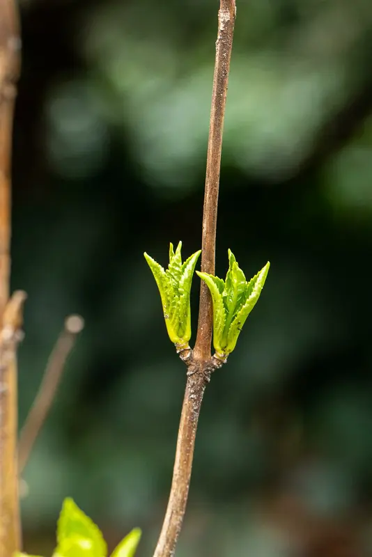 dcm vloeib hortensia/azalea/heide 0,8l - afbeelding 5