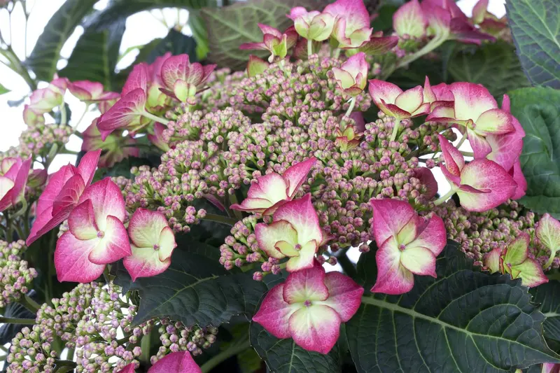 dcm vloeib hortensia/azalea/heide 0,8l - afbeelding 3