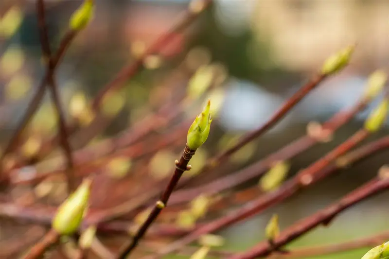 dcm vloeib hortensia/azalea/heide 0,8l - afbeelding 4