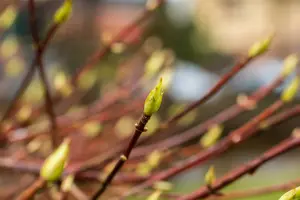 dcm vloeib hortensia/azalea/heide 0,8l - afbeelding 4