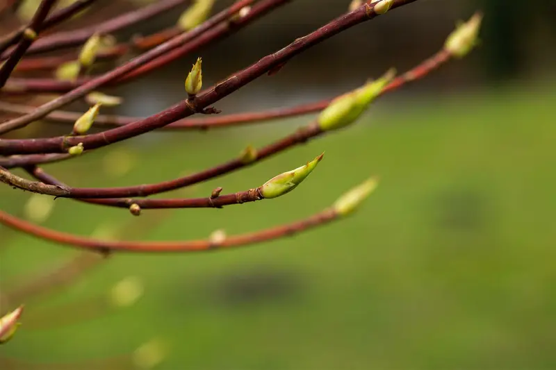 dcm vloeib hortensia/azalea/heide 0,8l - afbeelding 6
