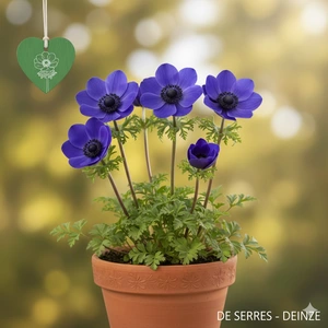 Anemone coronaria 'De Caen Mr. Fokker'