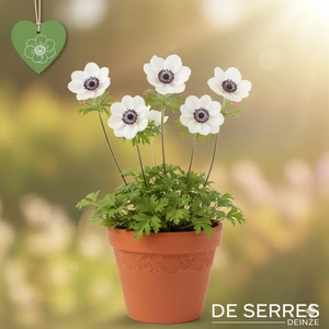 Anemone coronaria 'De Caen The Bride'