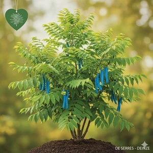 Decaisnea fargesii C12 (100-125)