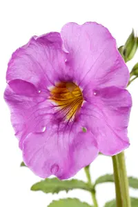 incarvillea delavayi P9 - afbeelding 5