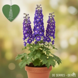Delphinium x elatum 'Delgenius® Glitzy'