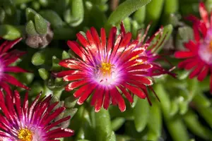 Jewel of Desert Garnet - afbeelding 6