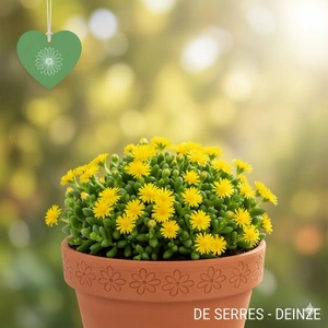Delosperma congestum 'Yellow' P9