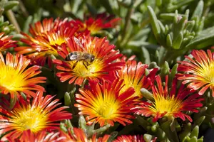 Wheels of Wonder® 'Fire Wonder' - afbeelding 5
