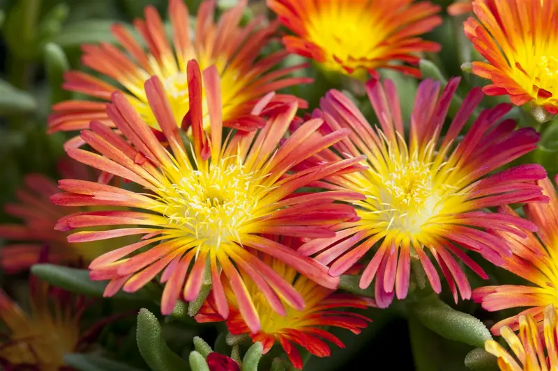 Wheels of Wonder® 'Fire Wonder' - afbeelding 2