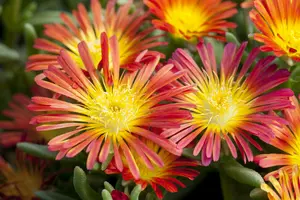 Wheels of Wonder® 'Fire Wonder' - afbeelding 2