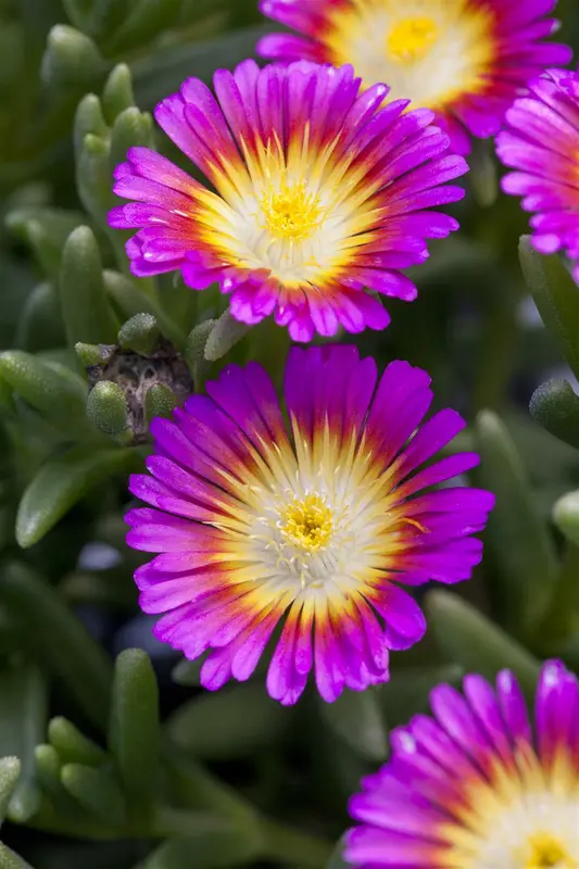 delosperma hot pink wonder P10.5 - afbeelding 2