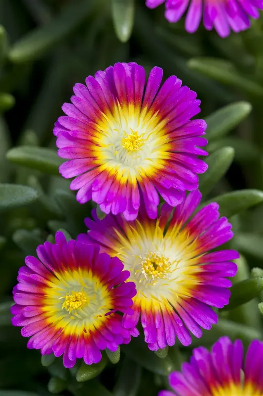 delosperma hot pink wonder P10.5 - afbeelding 3