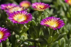 delosperma hot pink wonder P10.5 - afbeelding 5