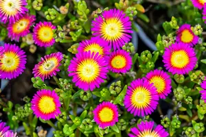 delosperma hot pink wonder P10.5 - afbeelding 4
