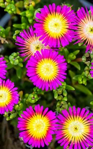 delosperma hot pink wonder P10.5 - afbeelding 5