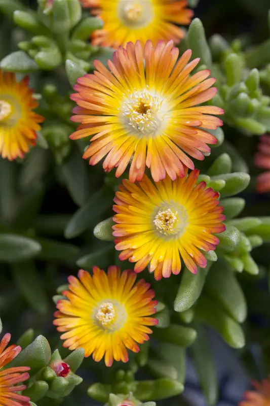 Wheels of Wonder® 'Orange Wonder' - afbeelding 2