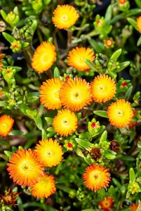 Wheels of Wonder® 'Orange Wonder' - afbeelding 4