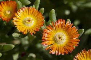 Wheels of Wonder® 'Orange Wonder' - afbeelding 1