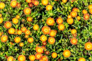 Wheels of Wonder® 'Orange Wonder' - afbeelding 3