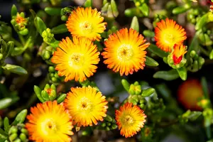 Wheels of Wonder® 'Orange Wonder' - afbeelding 5